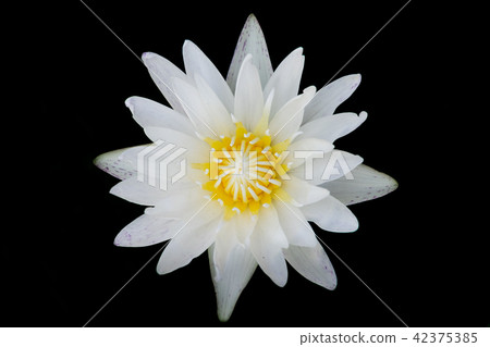 Top view of lotus flower Top view of lotus flower 42375385