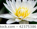 Close up lotus flower head 42375386