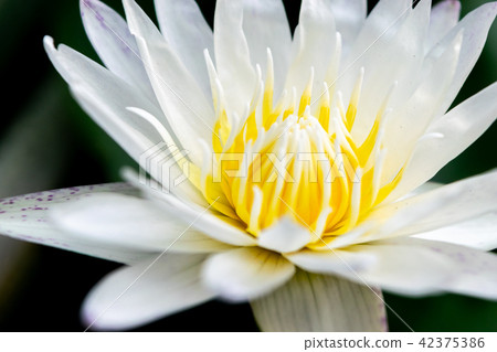 Close up lotus flower head Close up lotus flower head 42375386