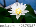 White lotus blooming 42375387