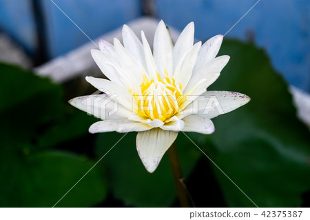 White lotus blooming White lotus blooming 42375387