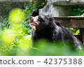 Asian black bear looking up 42375388