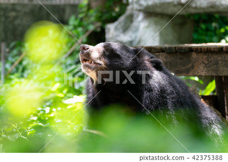 Asian black bear looking up Asian black bear looking up 42375388