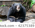 Asian black bear  42375389