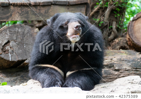 Asian black bear Asian black bear 42375389