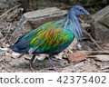 Nicobar pigeon walking 42375402