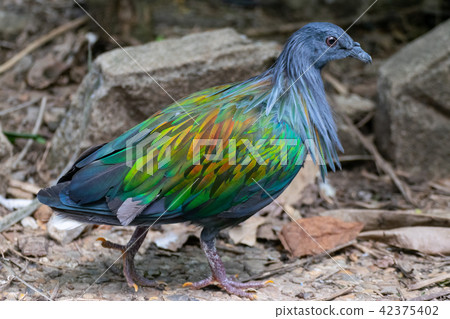 Nicobar pigeon walking Nicobar pigeon walking 42375402