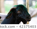Close up black goat head  42375403