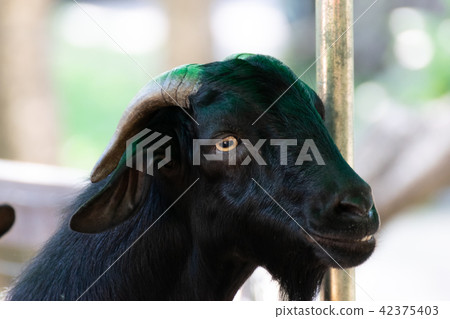 Close up black goat head Close up black goat head 42375403