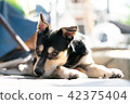 Dog looking at camera 42375404
