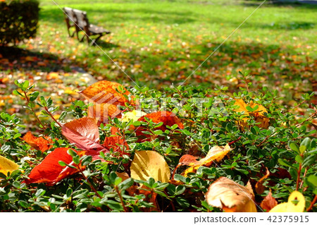 Fallen leaves on the hedge 42375915