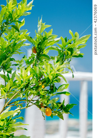 Little orange tree with small fruitage on Crete 42376069