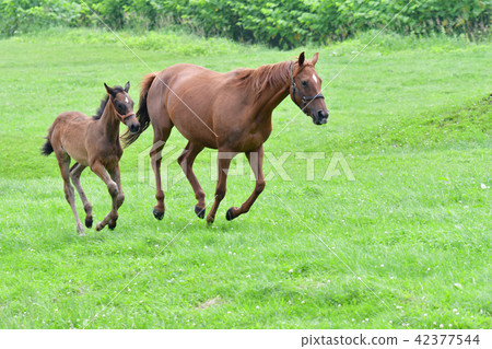 純種的父母和孩子 42377544