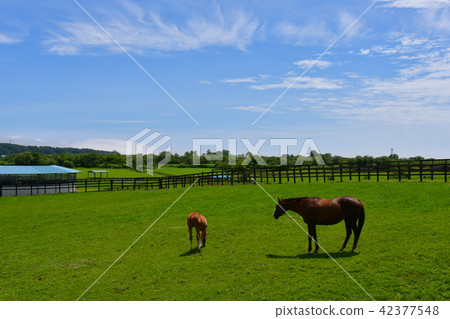 純種的父母和孩子 純種的父母和孩子 42377548
