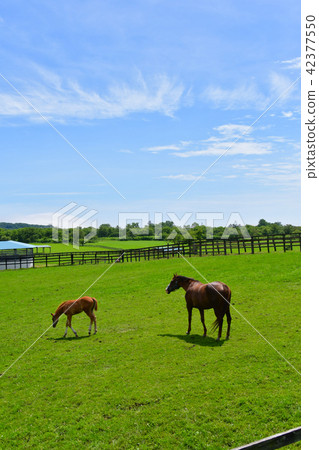 純種的父母和孩子 42377550