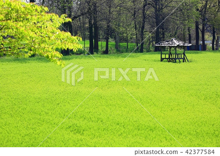 油菜和藍莓 42377584