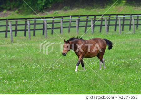 A landscape of a ranch A landscape of a ranch 42377653