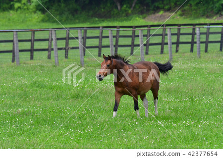 A landscape of a ranch A landscape of a ranch 42377654