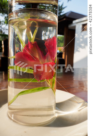 Red flower in a glass of water Red flower in a glass of water 42378384
