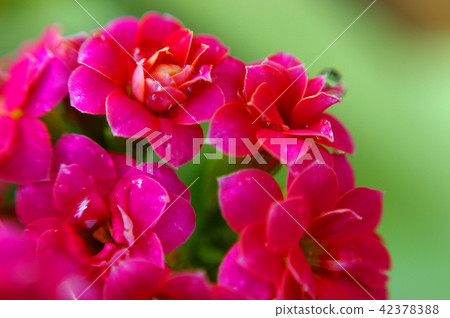close up of red flower of Kalanchoe close up of red flower of Kalanchoe 42378388