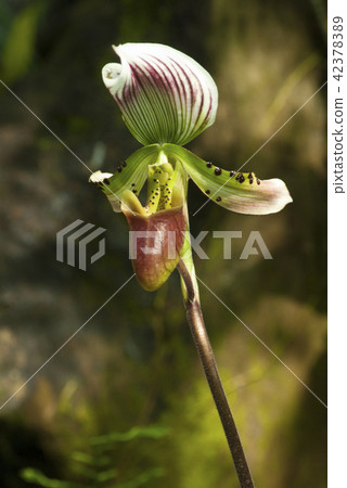 Paphiopedilum callosum orchid in the forest Paphiopedilum callosum orchid in the forest 42378389