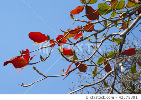 Red leaves of sea-almond tree Red leaves of sea-almond tree 42378391