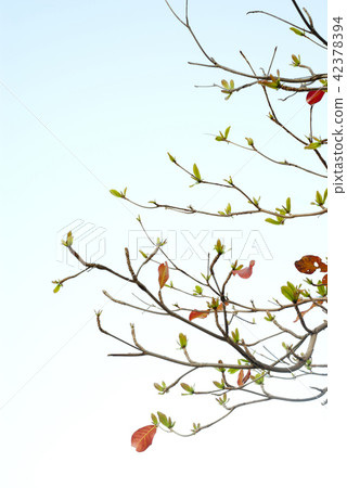 Red leaves and fresh leaves of sea-almond tree Red leaves and fresh leaves of sea-almond tree 42378394
