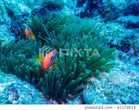 Hamachikomanomi Chromodoris roboi Gosliner＆Behrens，1998 42378618
