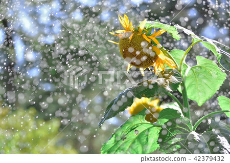 Summer heat summer sprinkler Summer heat summer sprinkler 42379432