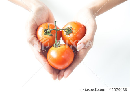 Woman's hands holding tomatoes like heart shape Woman's hands holding tomatoes like heart shape 42379488