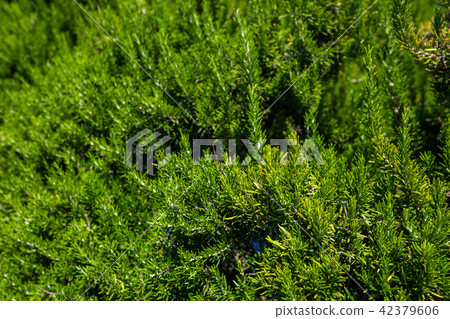 Fresh Rosemary Herb grow outdoor. Fresh Rosemary Herb grow outdoor. 42379606