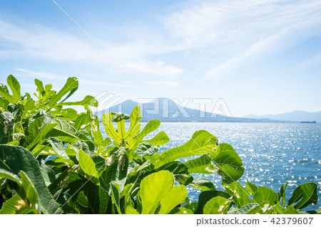 View of the bay and Vesuvius Volcano View of the bay and Vesuvius Volcano 42379607