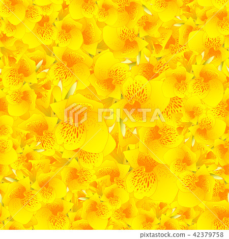 Yellow Canna indica - Canna lily Background. Yellow Canna indica - Canna lily Background. 42379758