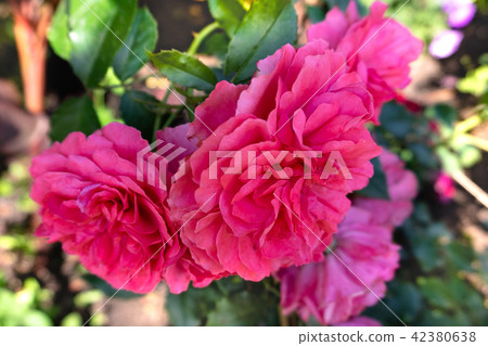 Beautiful pink roses in the garden Beautiful pink roses in the garden 42380638