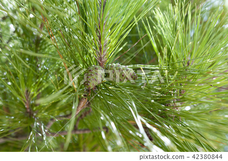 Blue pine cones of Ryukyu pine Blue pine cones of Ryukyu pine 42380844