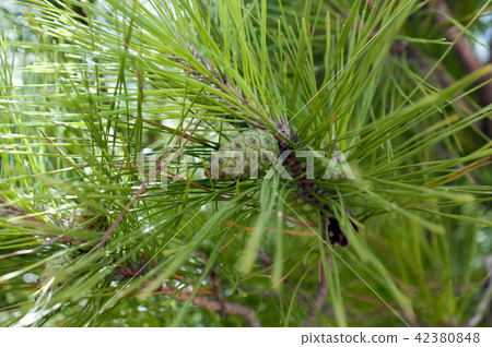 Blue pine cones of Ryukyu pine 42380848