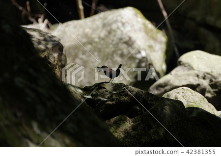 Rocks and birds 42381355