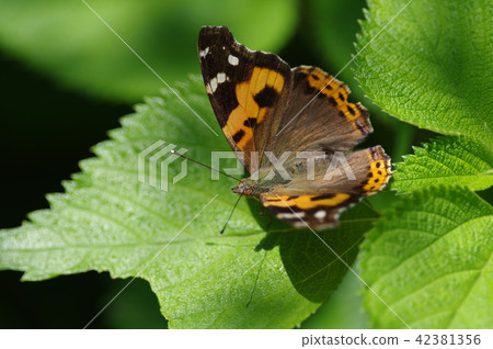 紅海軍上將 42381356