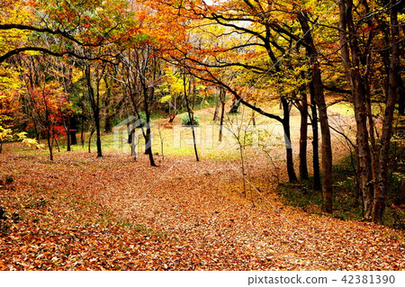 Impression of autumn 42381390