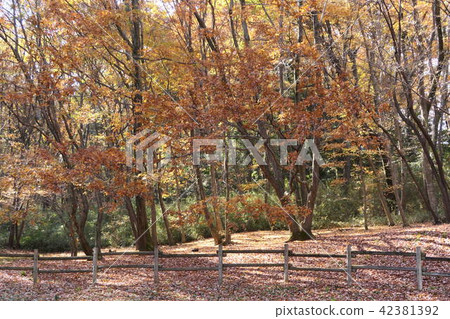 Impression of autumn 42381392