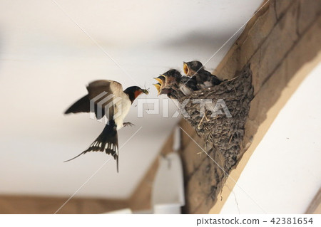 燕子的小雞 42381654