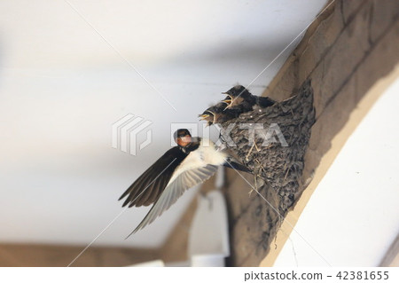 燕子的小雞 燕子的小雞 42381655