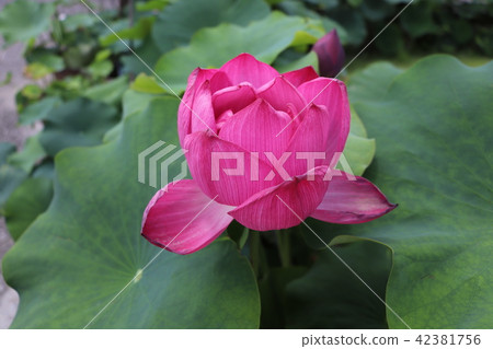 京都府[三室東治的蓮花] 42381756