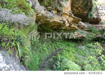 Bushwalking in Blue Mountains. Summer in Australia 42381921