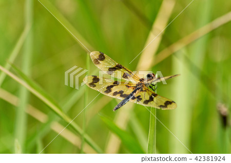 Detail of Graphic flutterer in the grass. Detail of Graphic flutterer in the grass. 42381924