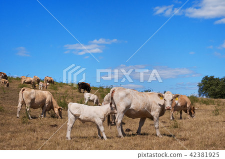 A herd of cows on the pasture on the summertime A herd of cows on the pasture on the summertime 42381925