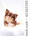 背景白色奇瓦瓦狗 42382395