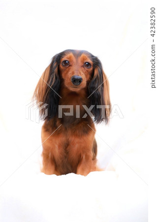 背景白鴨子 42382590