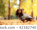 秋天和達克斯 42382740