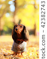 秋天和達克斯 42382743